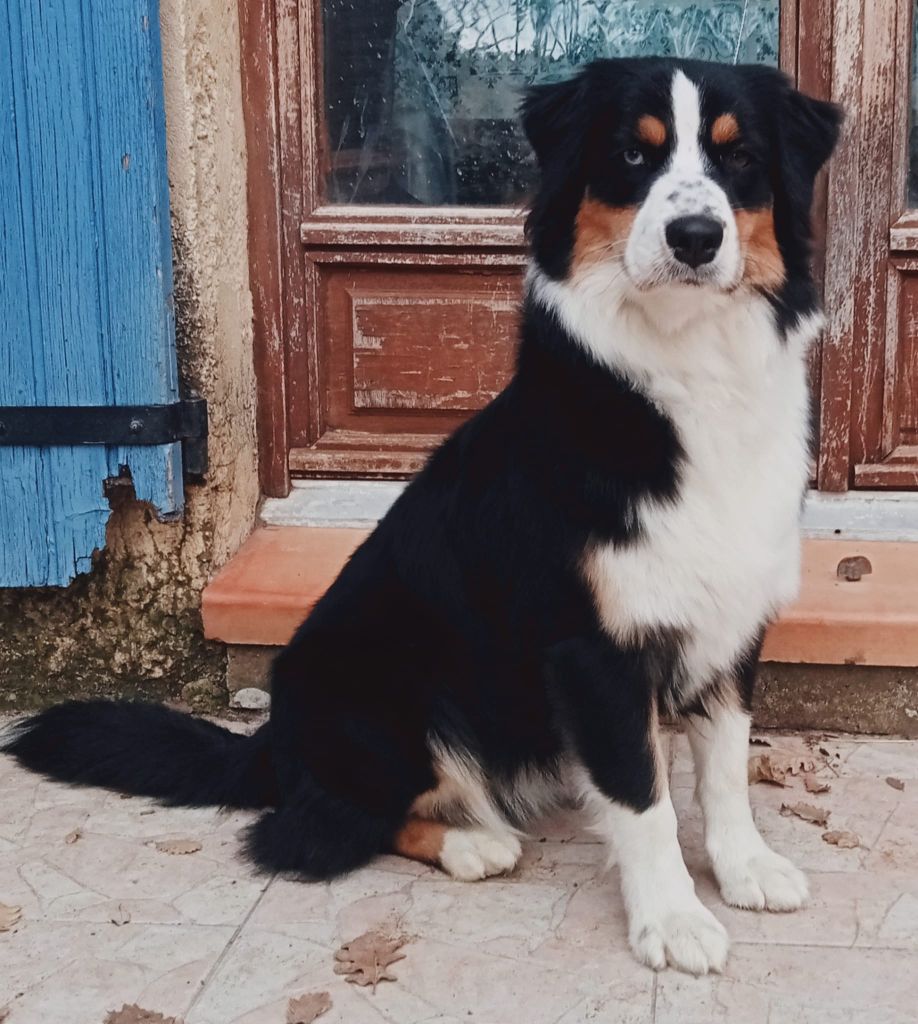 Una storia importante of Fantasia Collies