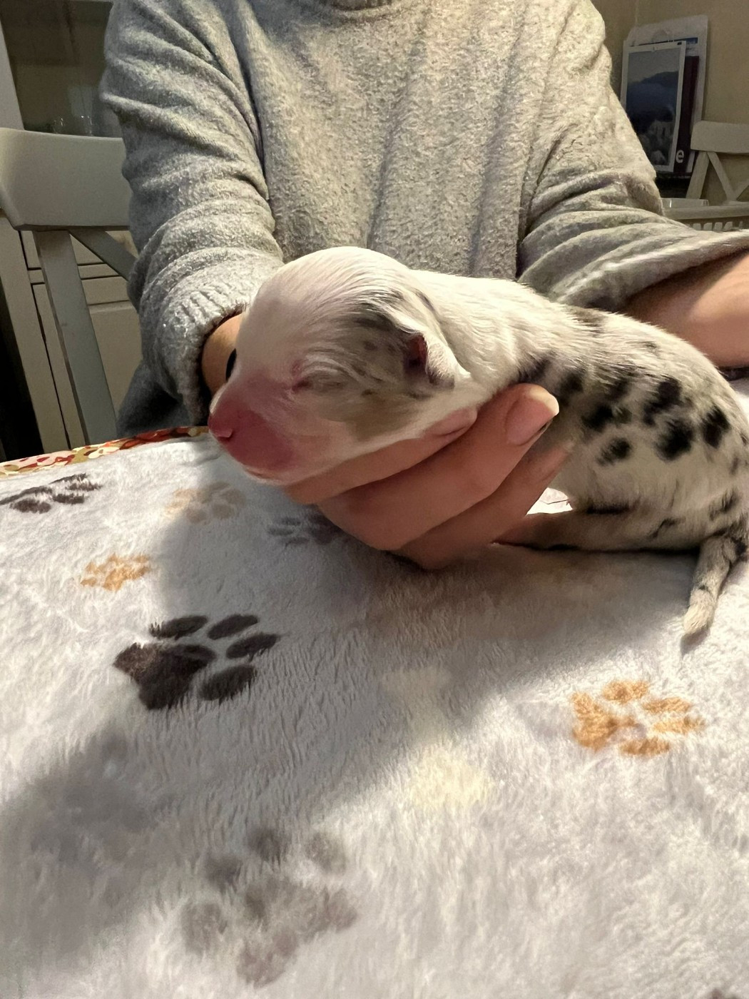 des Faucons d'Osiris - Chiots disponibles - Berger Australien