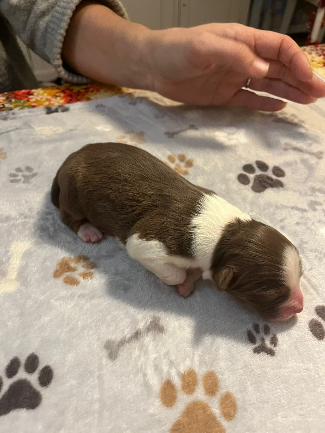 des Faucons d'Osiris - Chiots disponibles - Berger Australien