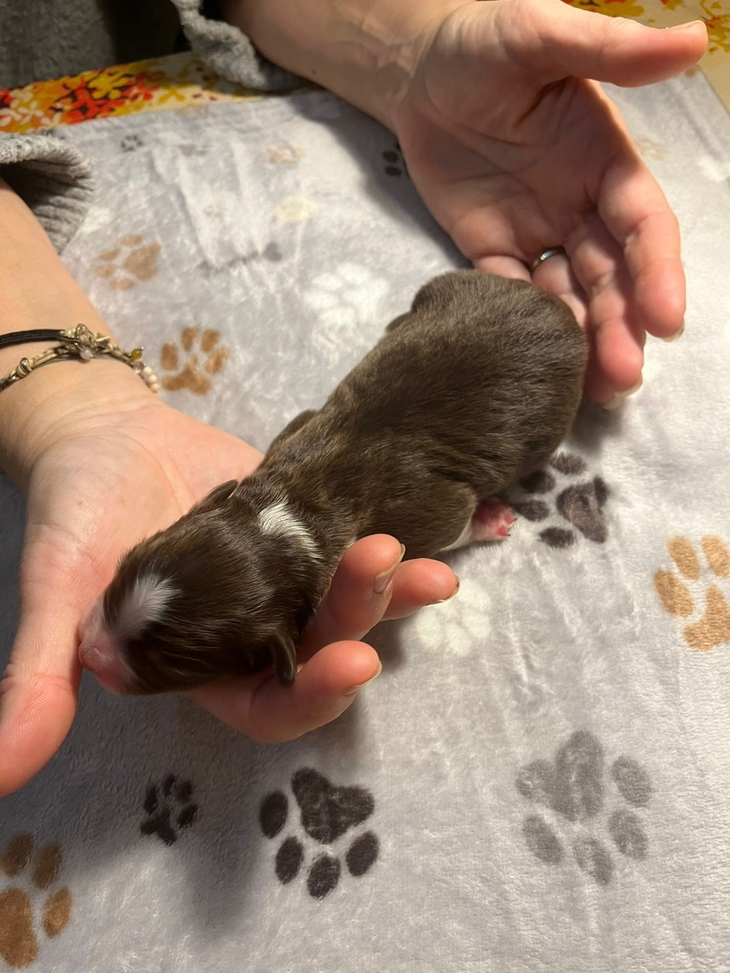 des Faucons d'Osiris - Chiots disponibles - Berger Australien