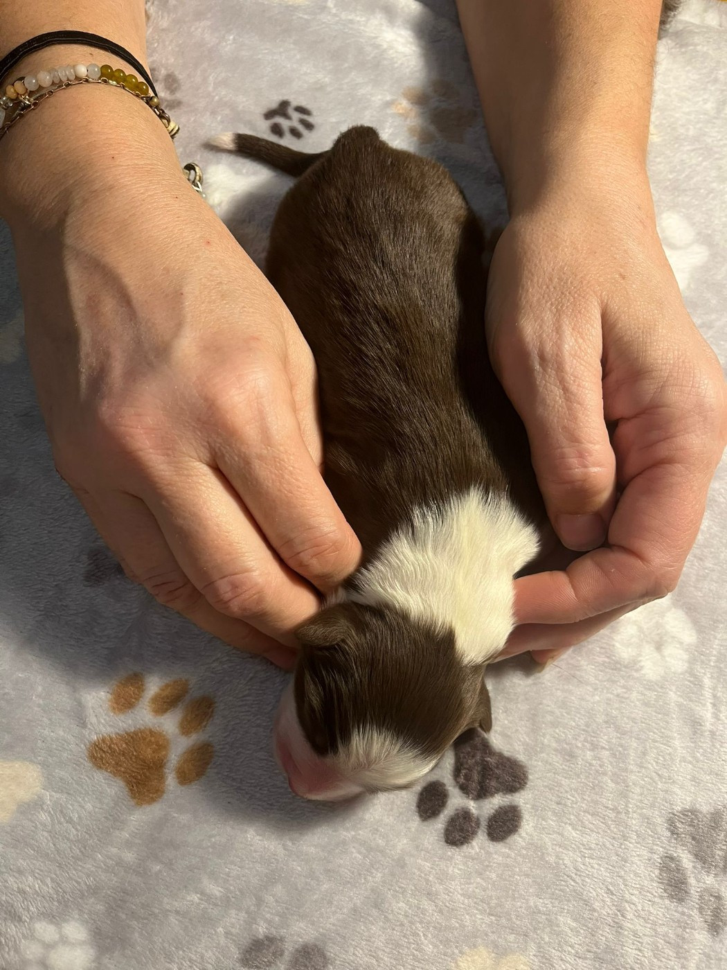 des Faucons d'Osiris - Chiots disponibles - Berger Australien