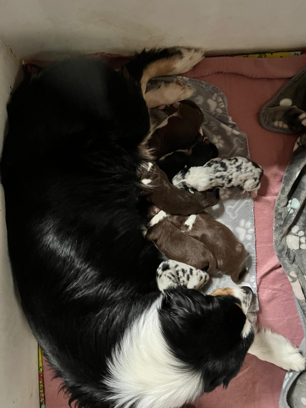 Chiot Berger Australien des Faucons d'Osiris