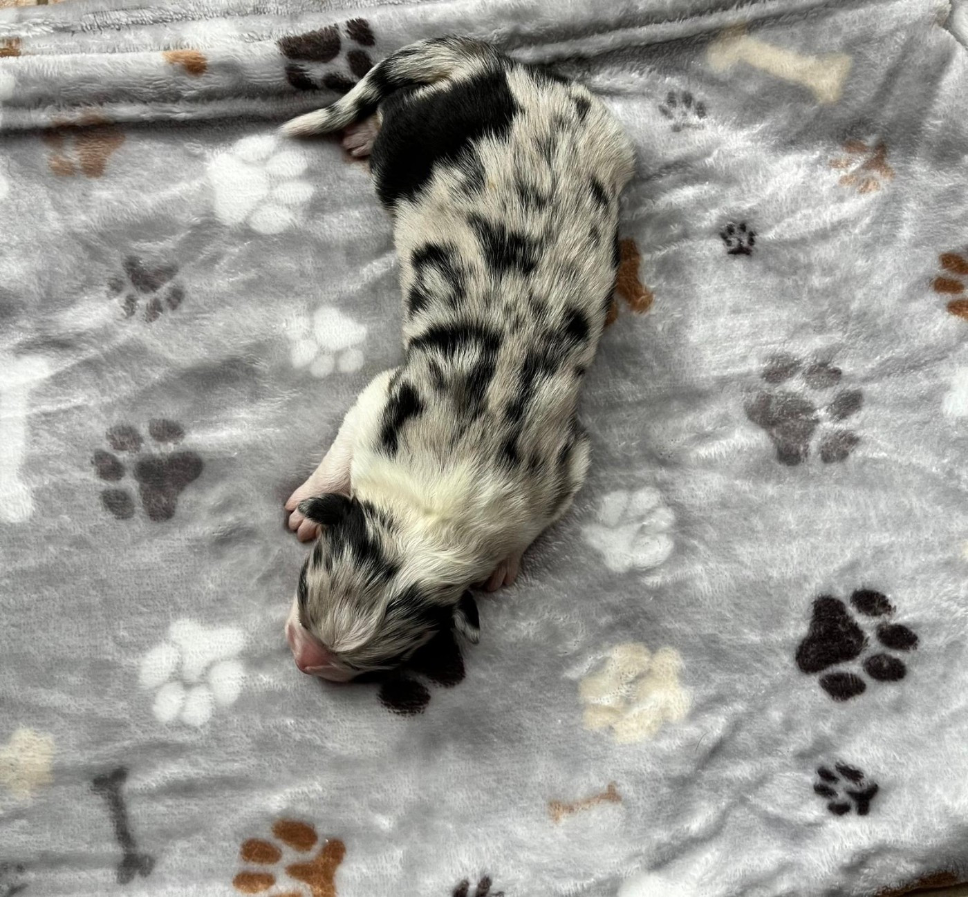 des Faucons d'Osiris - Chiots disponibles - Berger Australien