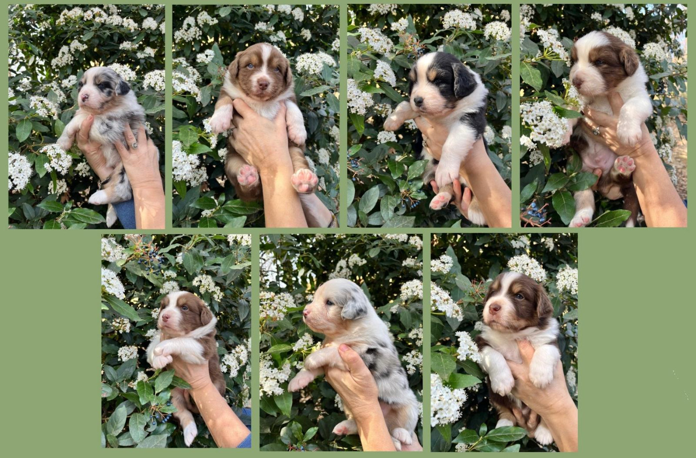 des Faucons d'Osiris - Berger Australien - Portée née le 10/02/2026