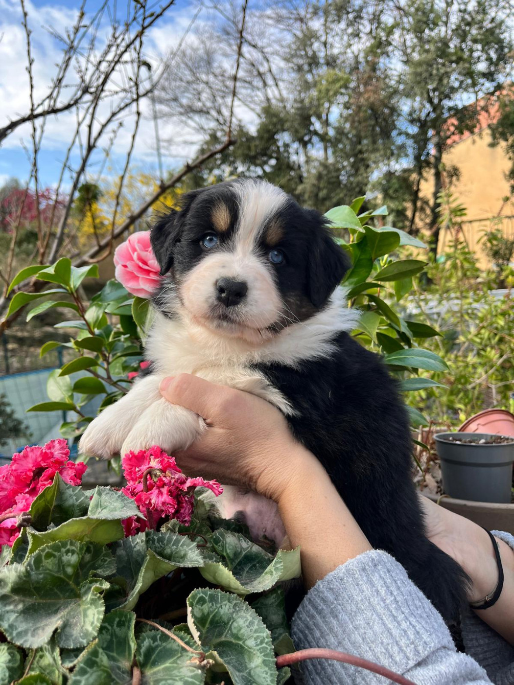 des Faucons d'Osiris - Chiots disponibles - Berger Australien