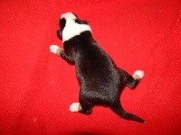 CHIOT NOIRE TRICOLORE