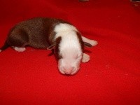 CHIOT ROUGE TRICOLORE